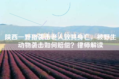 陕西一野猪袭击老人致其身亡，被野生动物袭击如何赔偿？律师解读