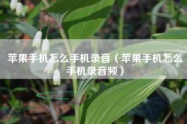 苹果手机怎么手机录音（苹果手机怎么手机录音频）
